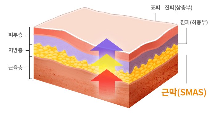 피부 단면도 — 표피·진피·피하지방층·근육층과 그 아래 근막(SMAS)